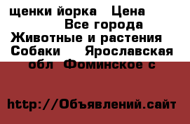 щенки йорка › Цена ­ 15 000 - Все города Животные и растения » Собаки   . Ярославская обл.,Фоминское с.